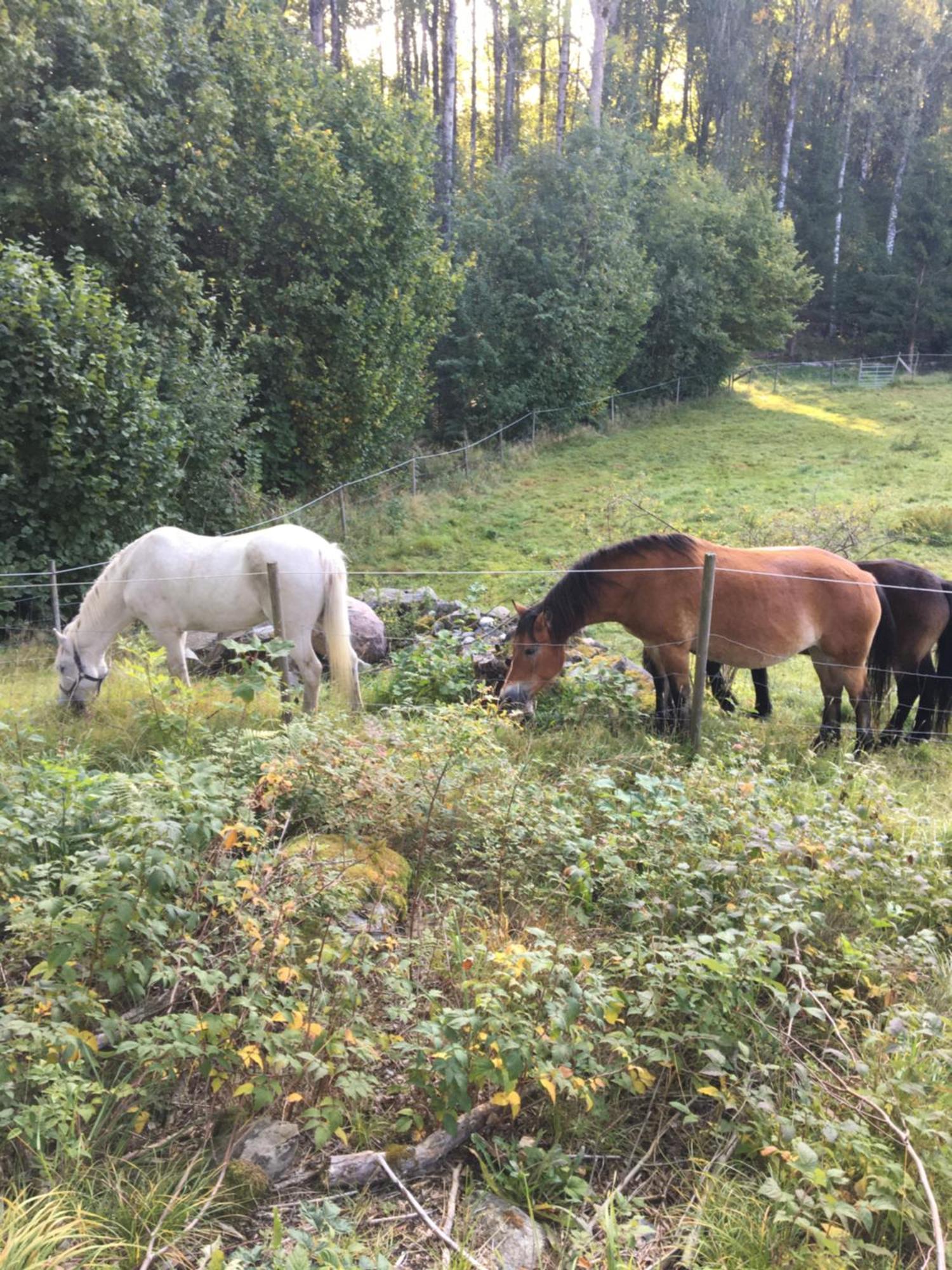 Henneviken Bnb Ed Bagian luar foto